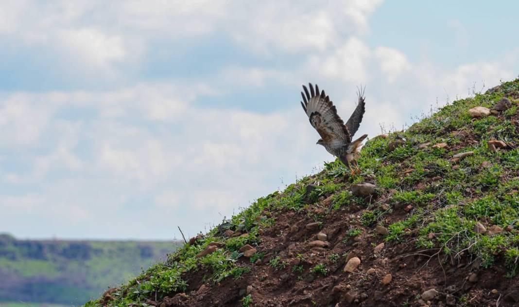 Yırtıcı bilinen masum kuşlar Dicle’yi mesken tuttu 6